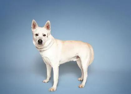 An adult large-sized male Mixed Breed dog named Dalton for adoption in Knoxville, TN