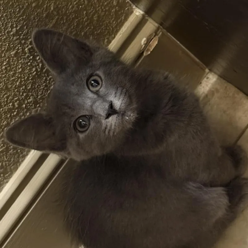 A baby small-sized male Gray / Blue / Silver Russian Blue cat named Bialy for adoption in Knoxville, TN