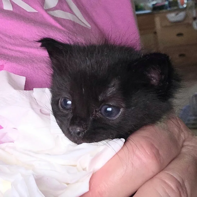 A baby small-sized female American Shorthair cat named Jody for adoption in Mount Shasta, CA