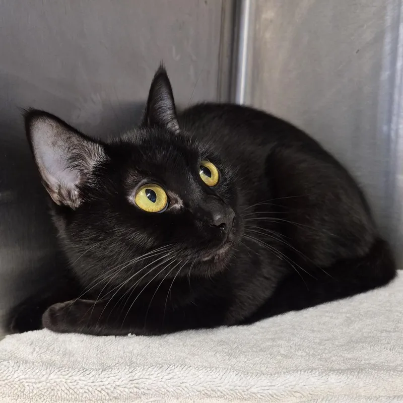 A young medium-sized female Black Domestic Short Hair cat named Lola for adoption in Natick, MA