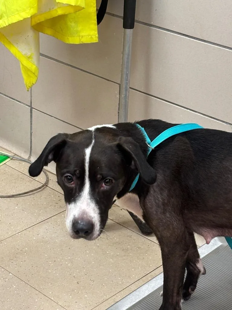 A young medium-sized female Mixed Breed dog named Kelly for adoption in Bossier City, LA