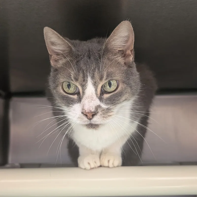 A senior medium-sized female Dilute Calico Domestic Short Hair cat named Gladys for adoption in St. Augustine, FL