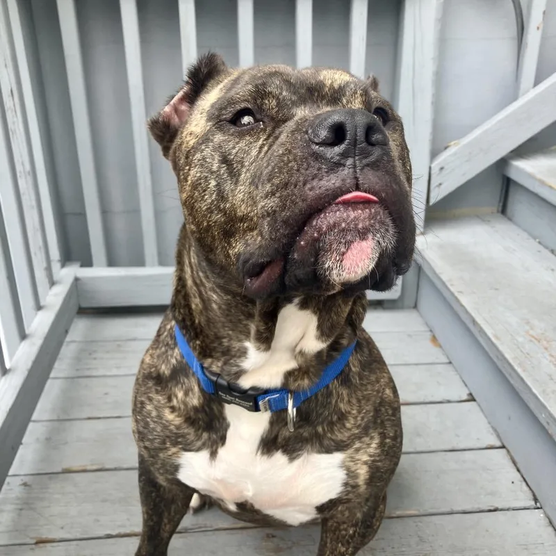 An adult large-sized male Brindle Mixed Breed dog named Woody for adoption in Jersey City, NJ