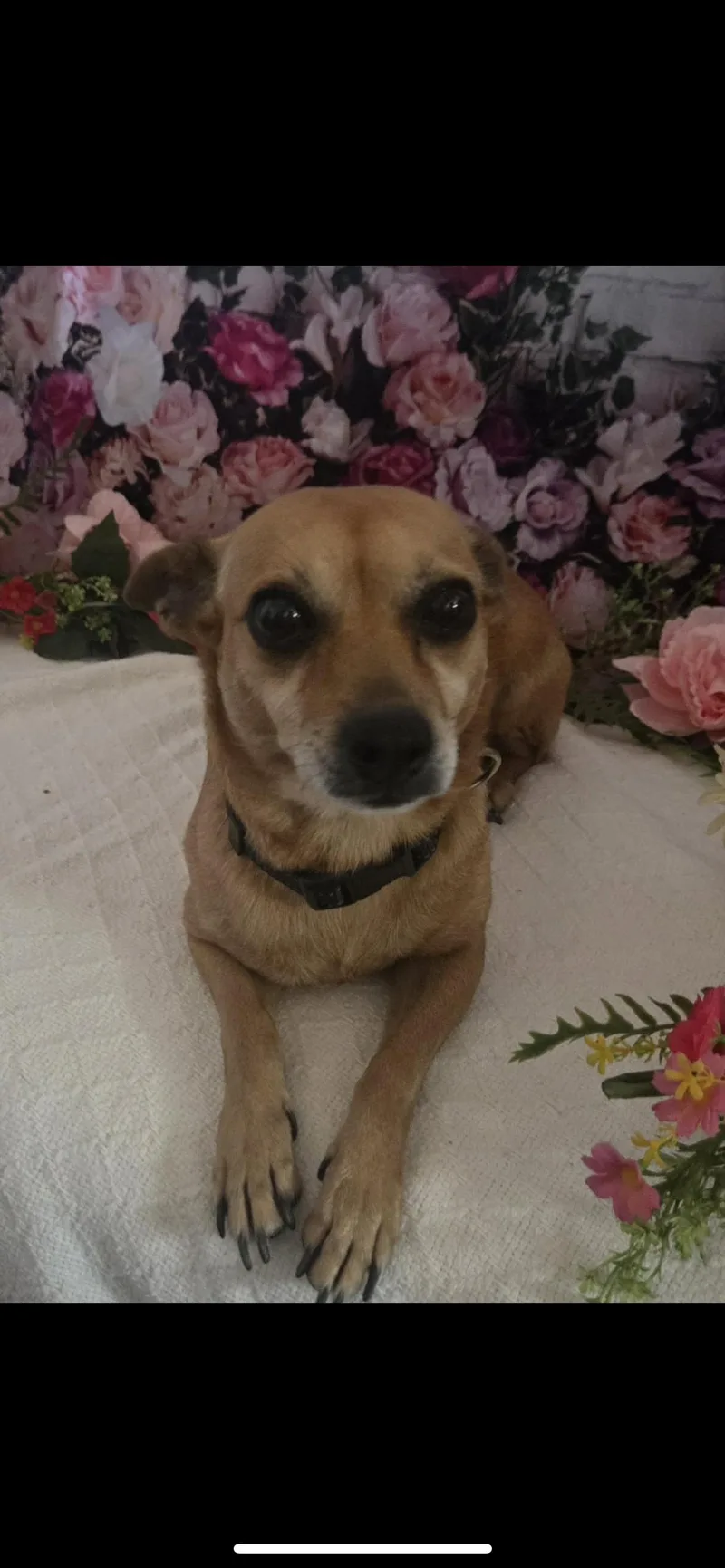 An adult small-sized female Golden Chihuahua dog named Mama for adoption in Hamden, CT