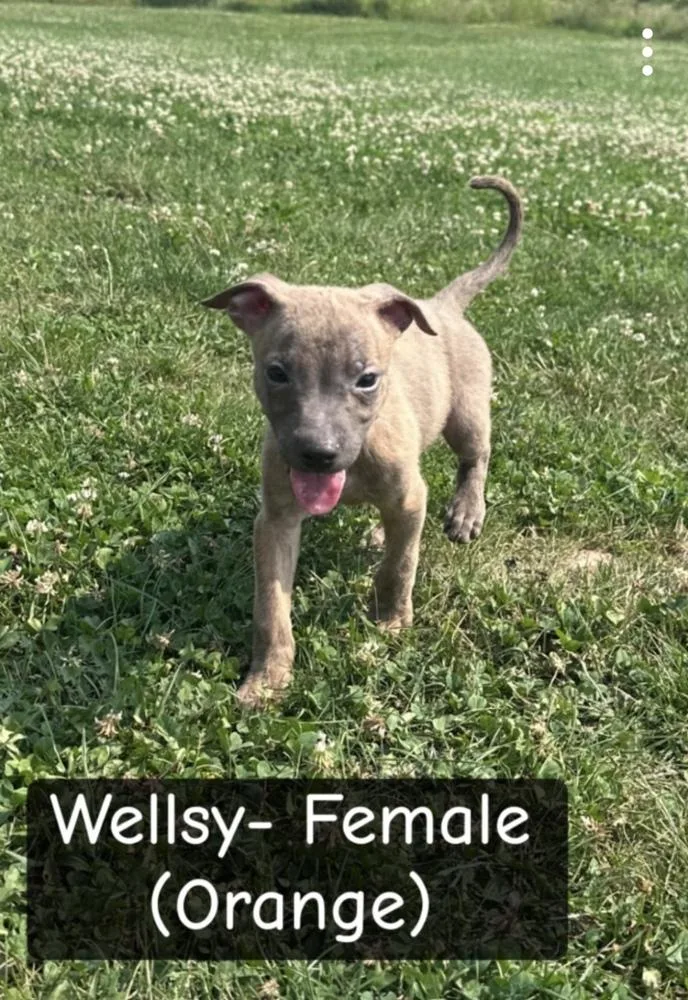 A baby large-sized female Brindle German Shepherd Dog dog named Wellsy for adoption in Irwin, PA