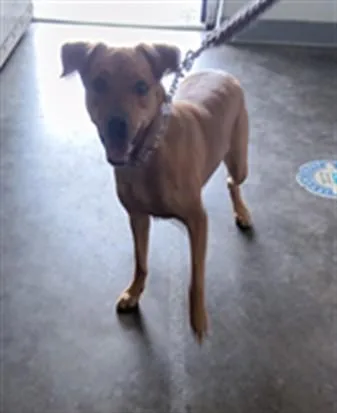 A young medium-sized female Labrador Retriever dog named Mia for adoption in Los Angeles, CA