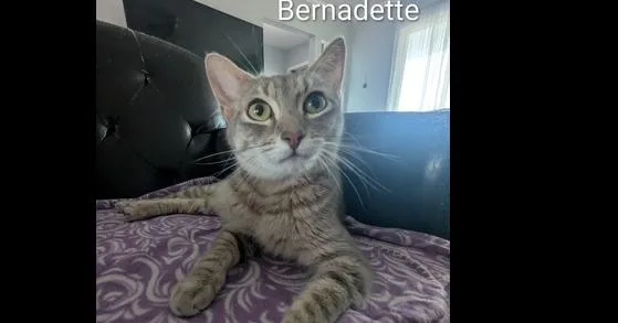An adult medium-sized female Gray / Blue / Silver Domestic Short Hair cat named Bernadette for adoption in Ruskin, FL