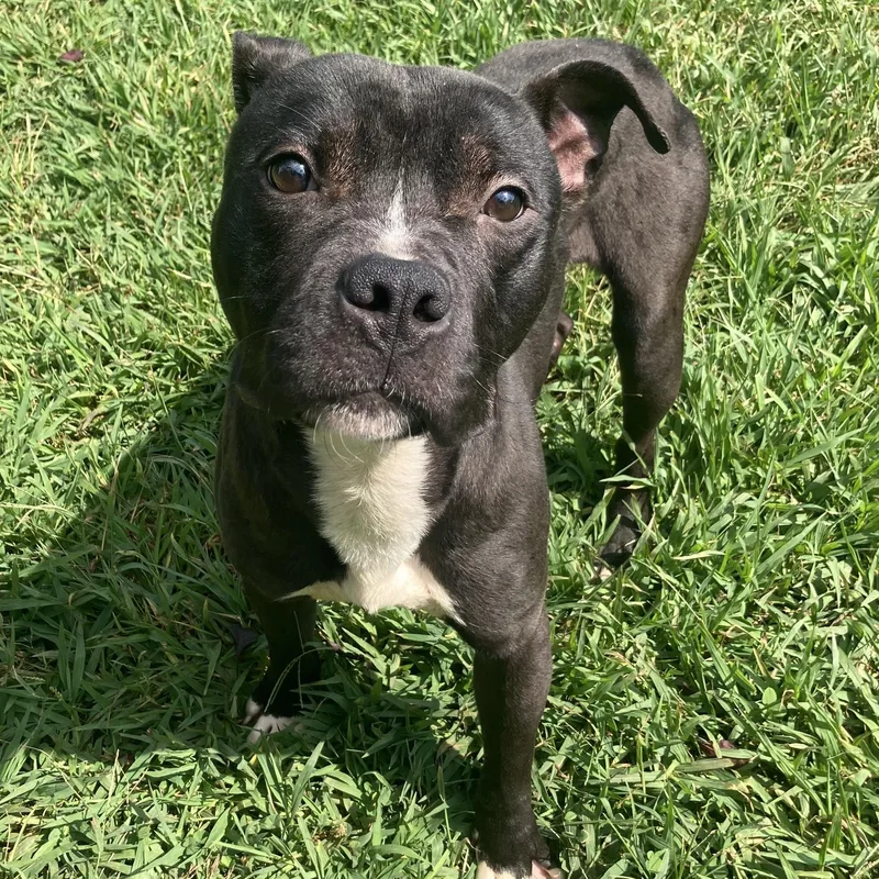 An adult medium-sized male Black Mixed Breed dog named Beaker for adoption in Mishawaka, IN