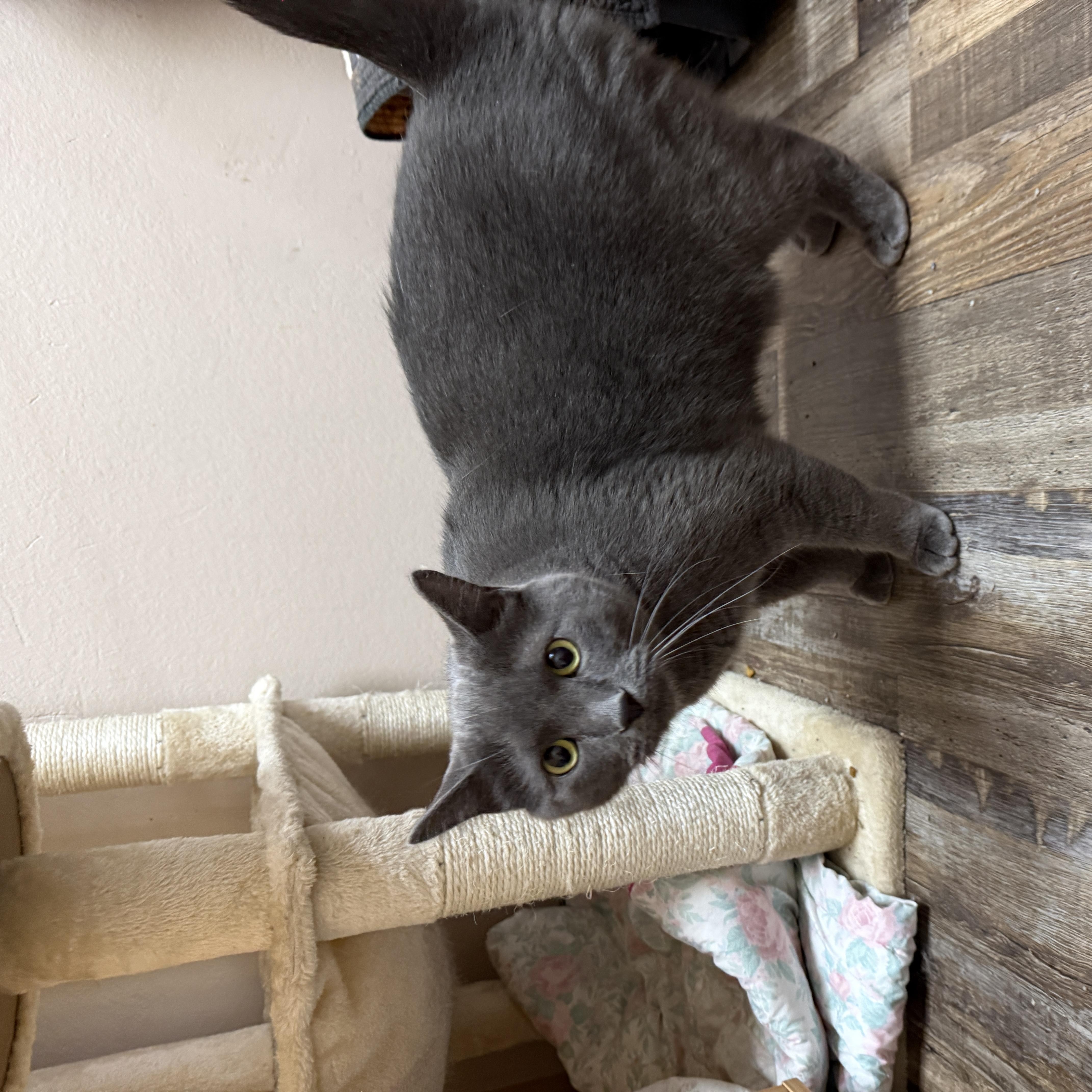 An adult large-sized female Domestic Short Hair cat named Marah & Rio for adoption in Oconto, WI