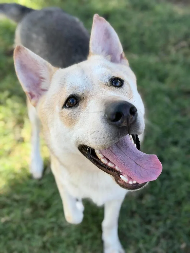 A young large-sized male German Shepherd Dog dog named Coco for adoption in Dallas, TX