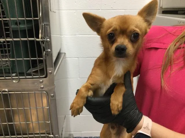 A young small-sized male Chihuahua dog named Squiggy for adoption in Thousand Palms, CA