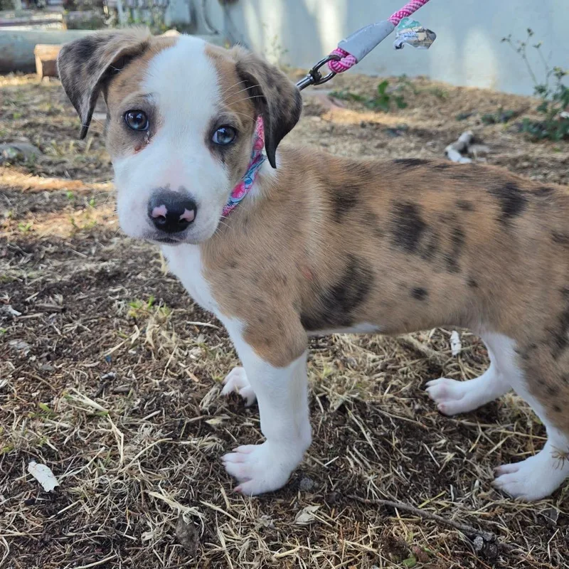 A baby small-sized female Yellow / Tan / Blond / Fawn Catahoula Leopard Dog dog named Rosie for adoption in Pacifica, CA