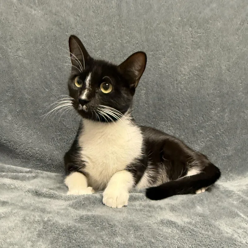 A young medium-sized female Domestic Short Hair cat named Galvie for adoption in Brenham, TX
