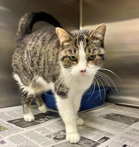 An adult medium-sized female Gray & White Domestic Short Hair cat named Reba for adoption in Cicero, IL