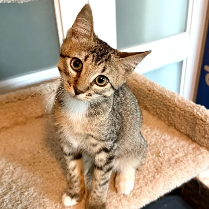 A baby small-sized male Brown / Chocolate Domestic Short Hair cat named Truffle for adoption in Denison, TX
