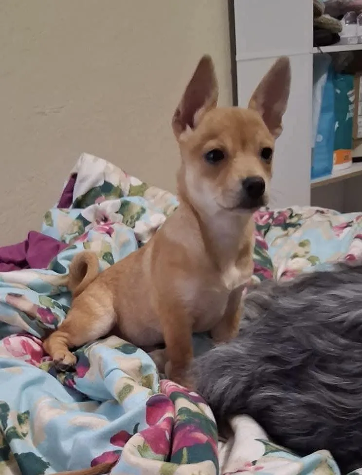 A baby small-sized female Shiba Inu dog named Martini for adoption in Tomball, TX