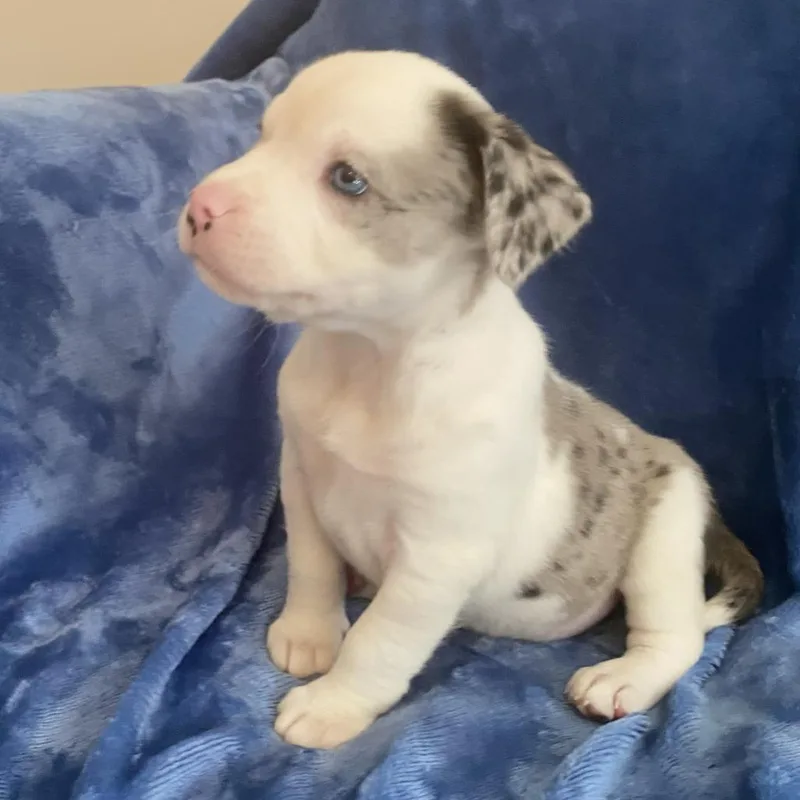 A baby medium-sized male White / Cream Catahoula Leopard Dog dog named Lafayette for adoption in Greensboro, GA