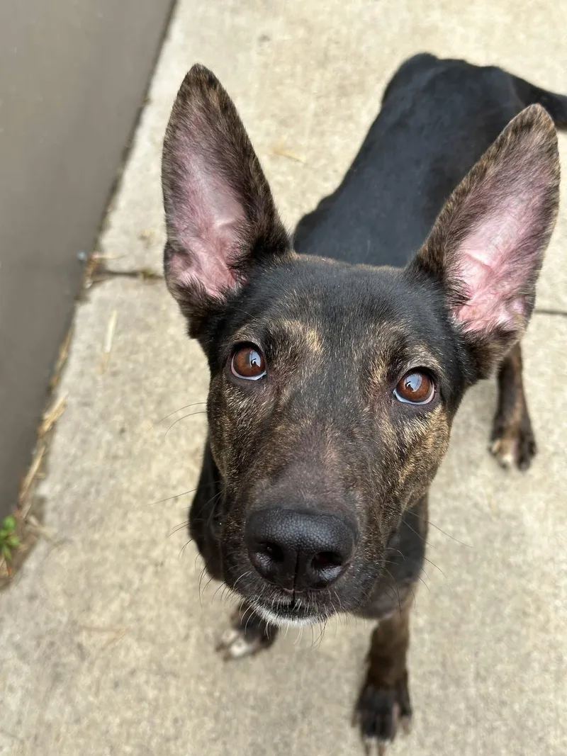 An adult medium-sized female Tricolor (Brown, Black, & White) German Shepherd Dog dog named Melody for adoption in Chicago, IL