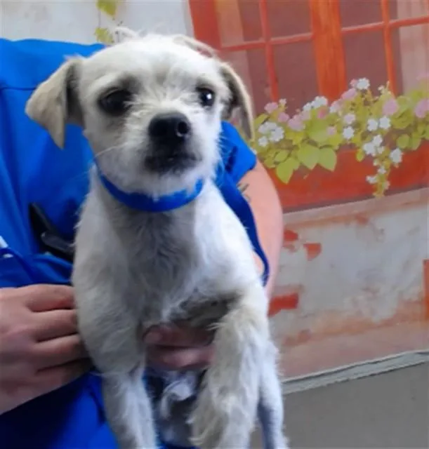 An adult small-sized male Terrier dog named James for adoption in San Bernardino, CA