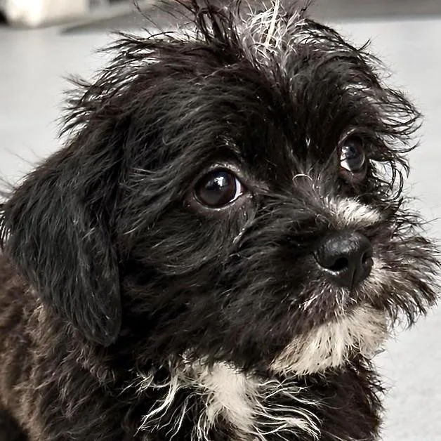 A baby small-sized male Black Shih Tzu dog named Baby Walter for adoption in Liverpool, TX