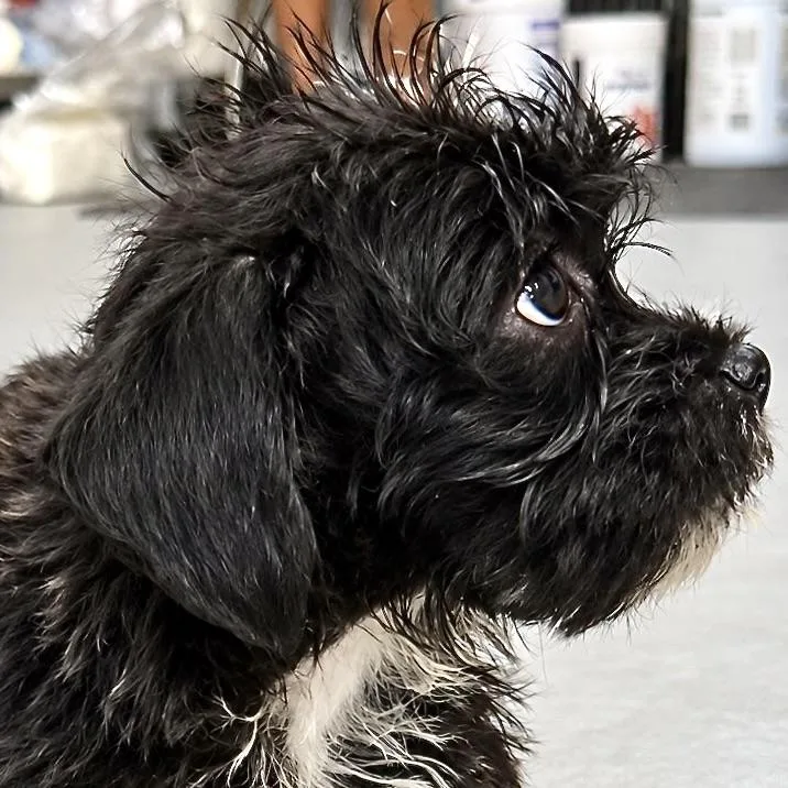 Baby Walter thumbnail 4