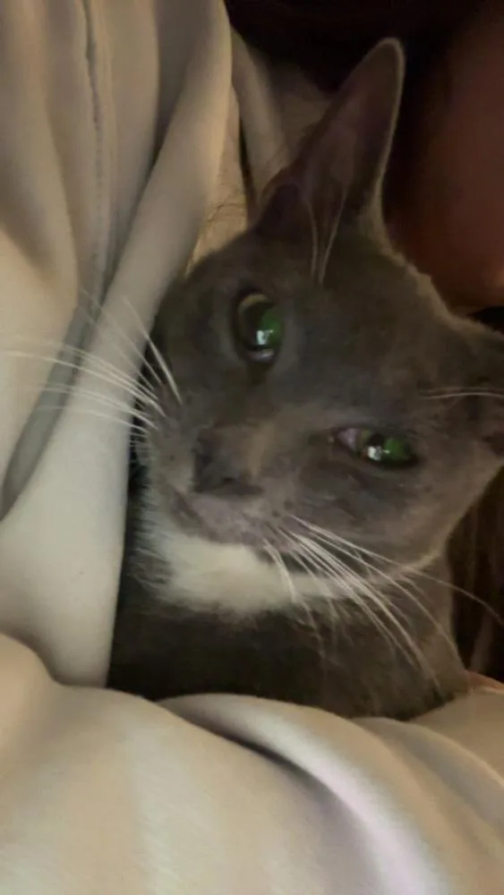 A young medium-sized female Blue Point Domestic Short Hair cat named Mittens for adoption in Salisbury, NC