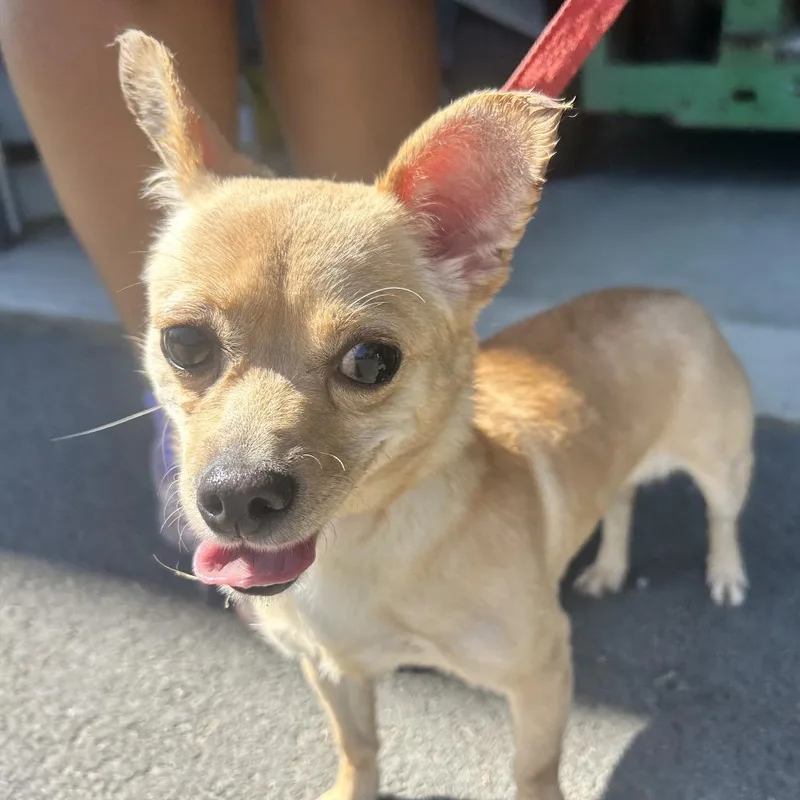 A baby small-sized female Yellow / Tan / Blond / Fawn Chihuahua dog named Missy for adoption in Middletown, NY