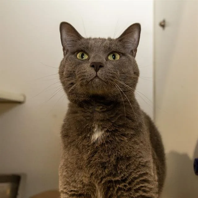 A young medium-sized male Domestic Short Hair cat named Fizz for adoption in Methuen, MA