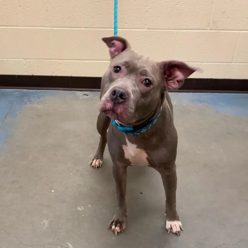 An adult medium-sized female American Staffordshire Terrier dog named Bella Della for adoption in Bartlett, TN