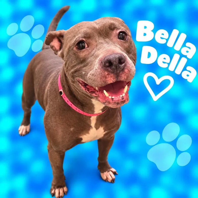 Bella Della thumbnail 3