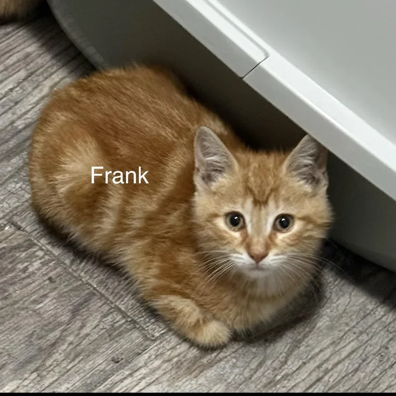 A baby small-sized male Orange / Red Domestic Short Hair cat named Frank for adoption in Hamburg, NY