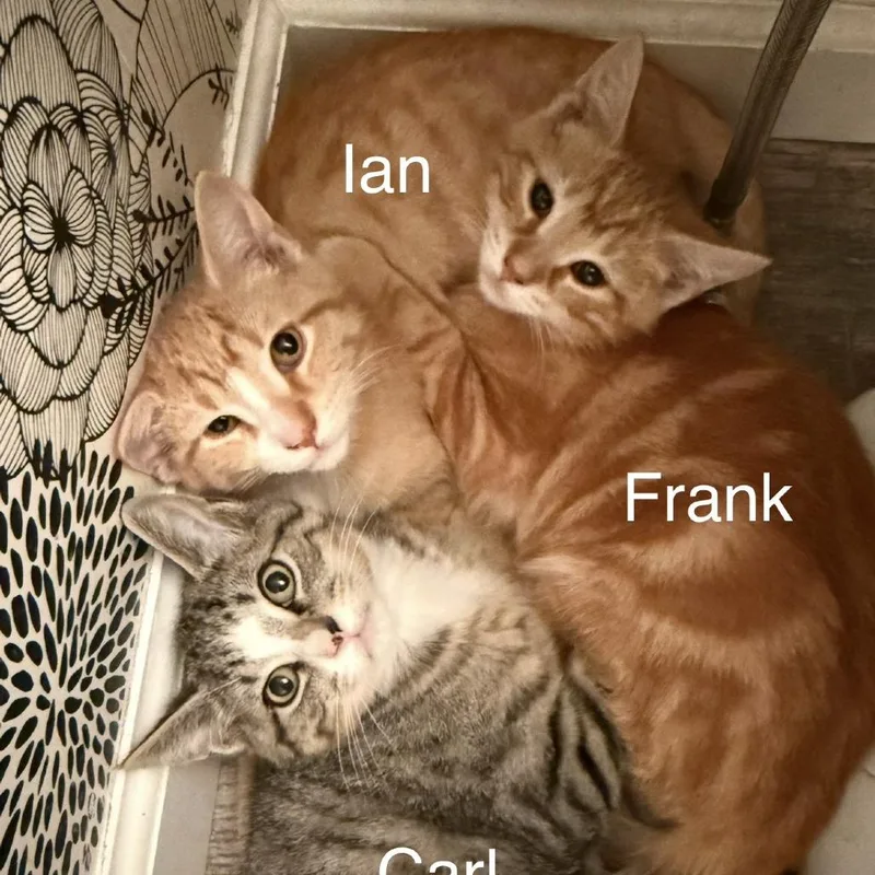 Frank thumbnail 2