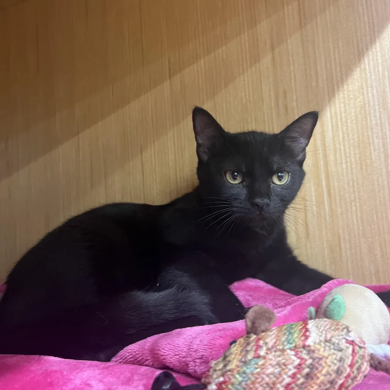A baby small-sized female Black Domestic Short Hair cat named Coco Puff for adoption in Manhattan, KS
