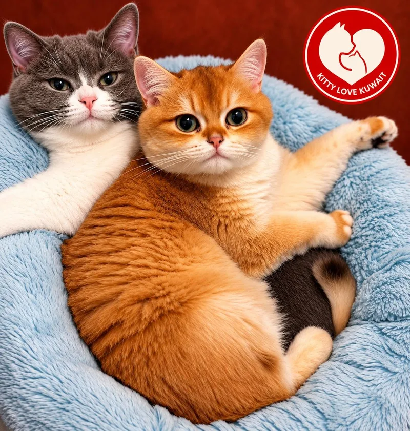 An adult medium-sized male British Shorthair cat named Simba and Luna for adoption in Snow Hill, MD