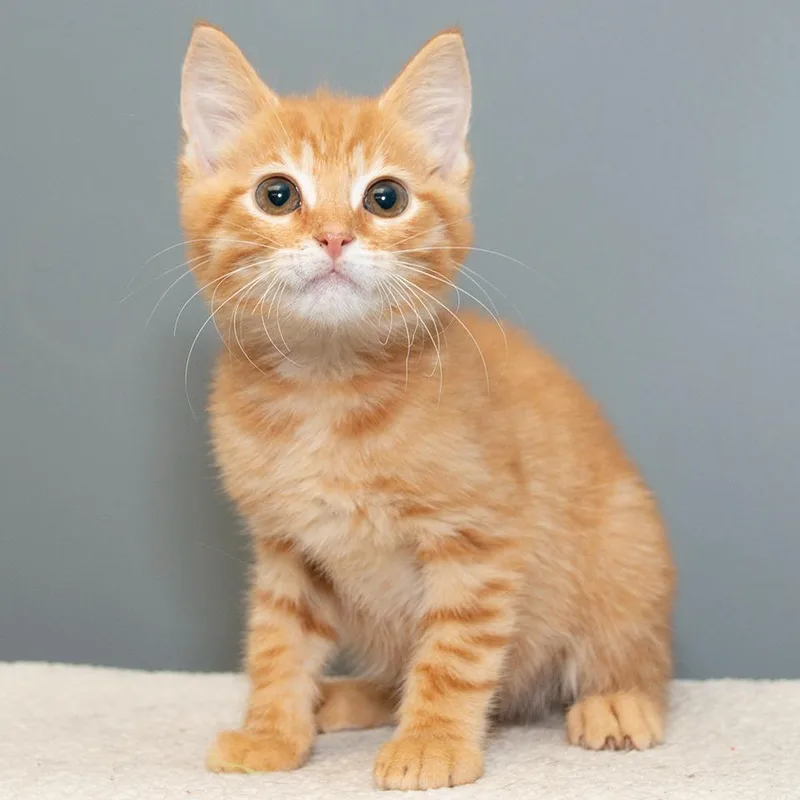 A baby small-sized male Domestic Short Hair cat named Chuckie for adoption in Troy, OH