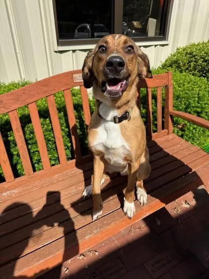 An adult large-sized male Brown / Chocolate Hound dog named Pickle for adoption in Quincy, IL