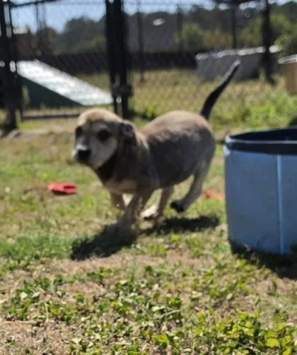 A baby small-sized female Terrier dog named Daisy Mae for adoption in Conway, SC