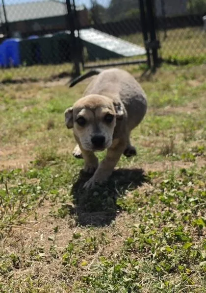 Daisy Mae thumbnail 2