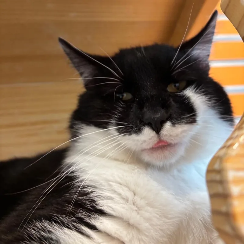 An adult medium-sized male Black Domestic Short Hair cat named Theo for adoption in Washington Township, OH