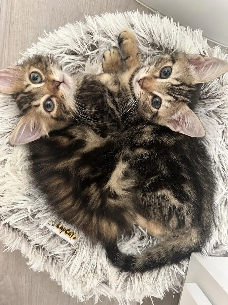 Leabonded With Fiona thumbnail 3