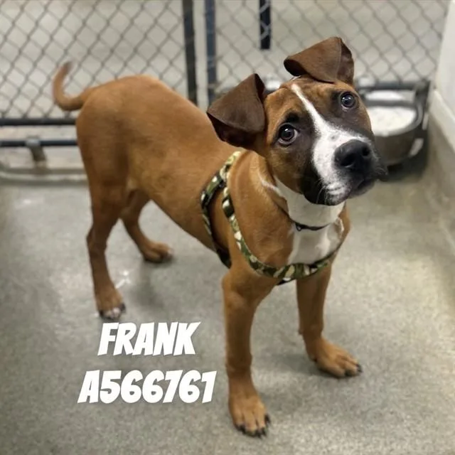 A baby medium-sized male Boxer dog named Frank for adoption in Huntsville, AL