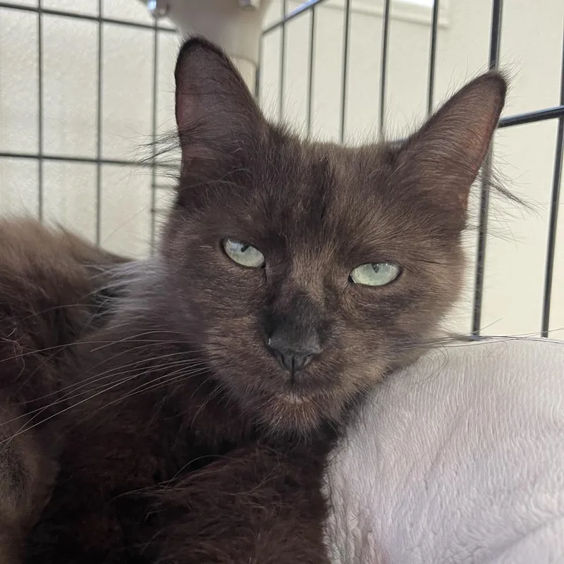 An adult medium-sized female Orange / Red Maine Coon cat named Belle for adoption in Canton, IL