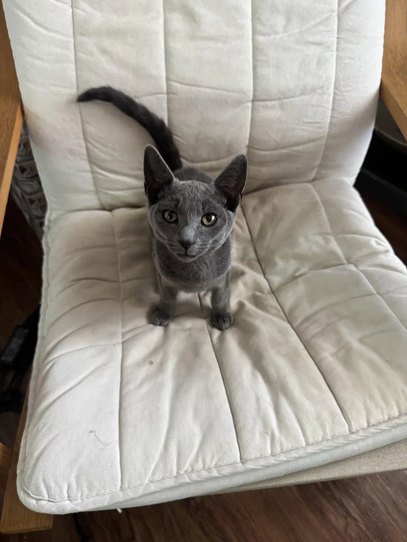 Boris