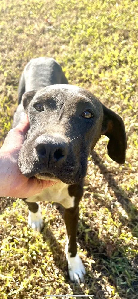 An adult large-sized female Tricolor (Brown, Black, & White) Hound dog named Oracle for adoption in Pontotoc, MS