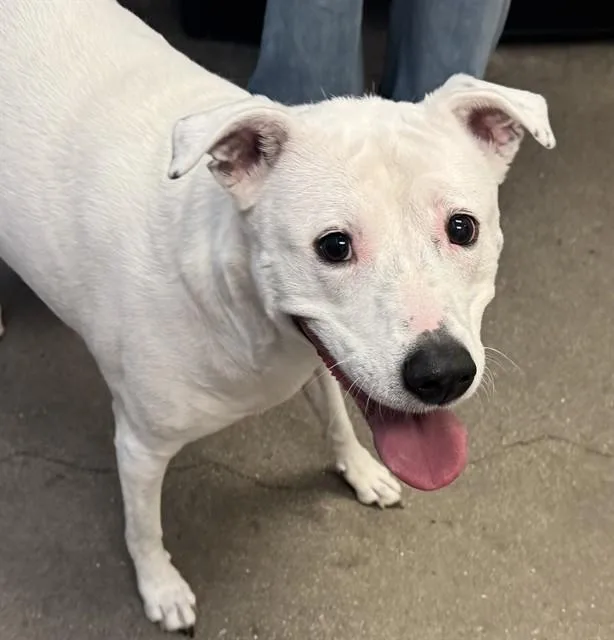An adult large-sized female Pit Bull Terrier dog named Mya for adoption in Tucson, AZ