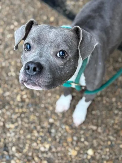 An adult medium-sized female Gray / Blue / Silver Pit Bull Terrier dog named Baby Girl for adoption in Anderson, IN