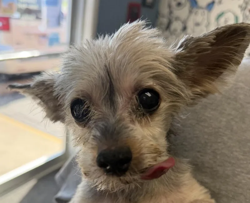 A senior small-sized male Yorkshire Terrier dog named Gizmo for adoption in Palatine, IL