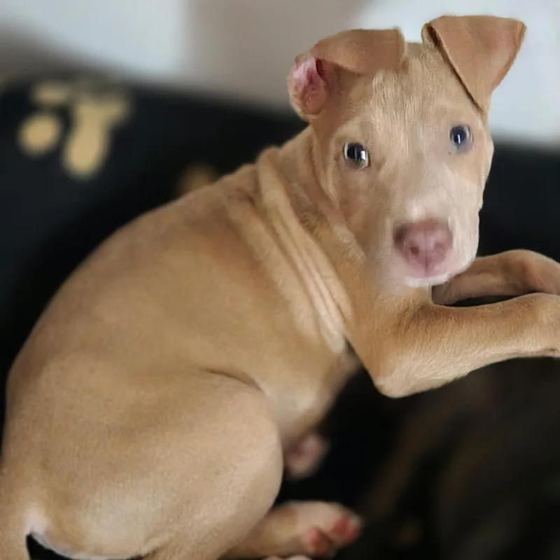 A baby medium-sized female Yellow / Tan / Blond / Fawn Pit Bull Terrier dog named Jinny for adoption in Lima, OH