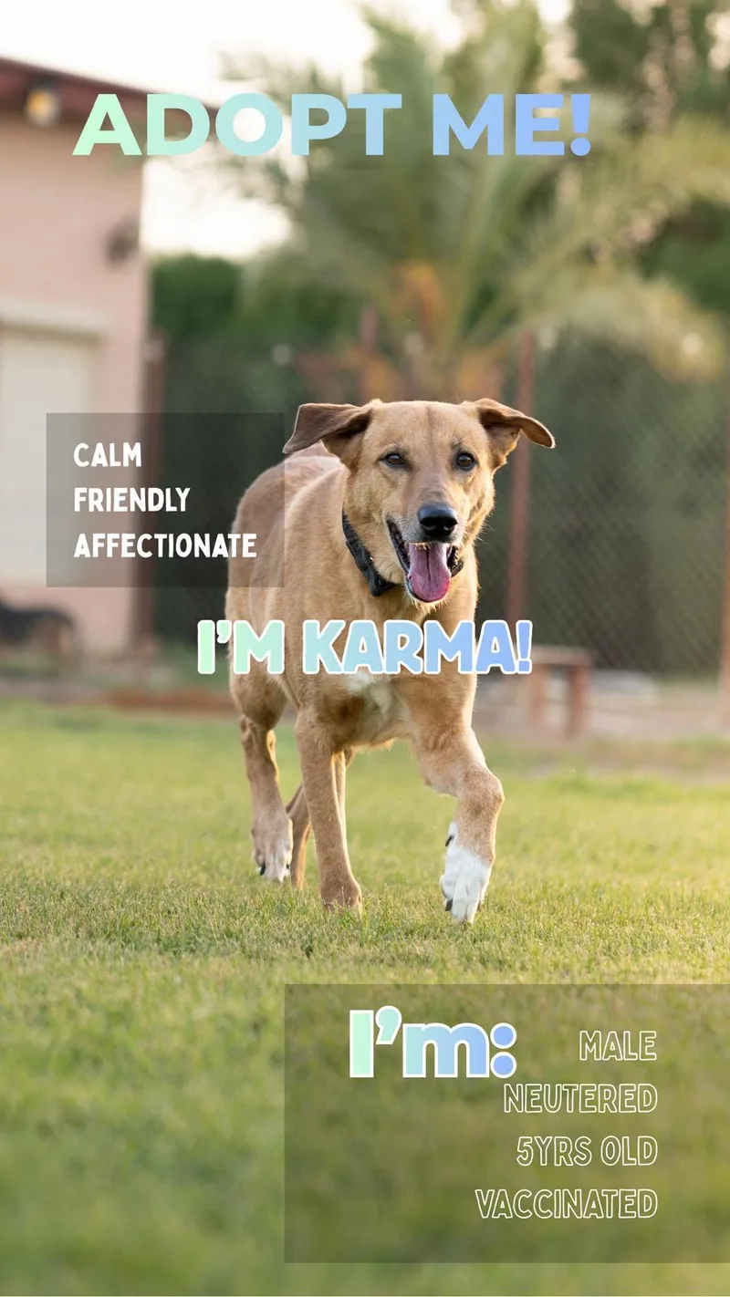 An adult medium-sized male Canaan Dog dog named Karma for adoption in New York, NY