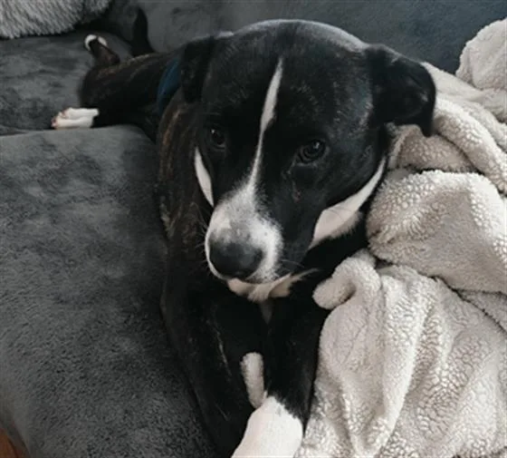 A young medium-sized female Pit Bull Terrier dog named Gracie Lee for adoption in Tulsa, OK